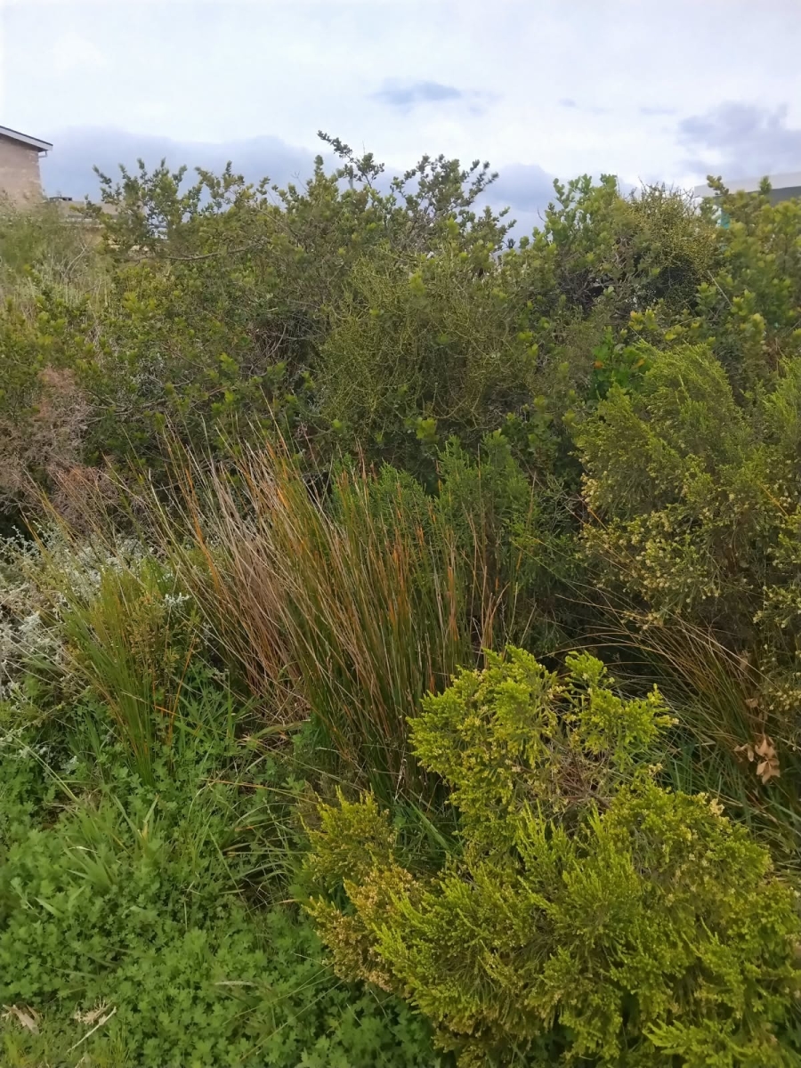 0 Bedroom Property for Sale in Pringle Bay Western Cape